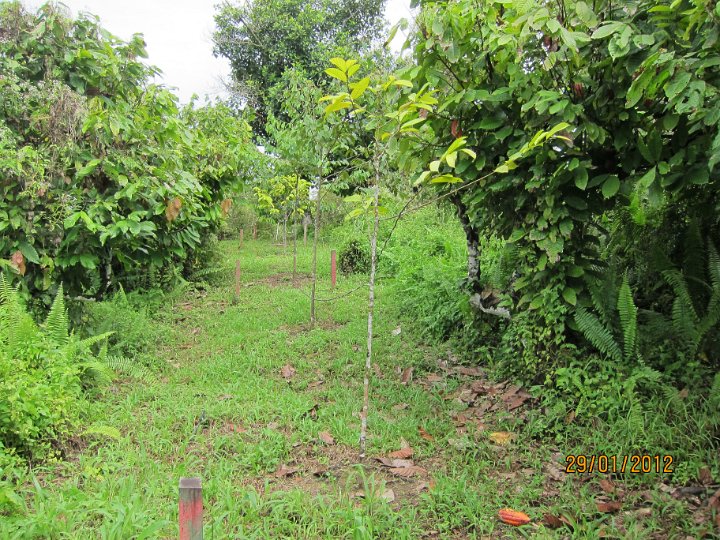 Planting line (2).JPG